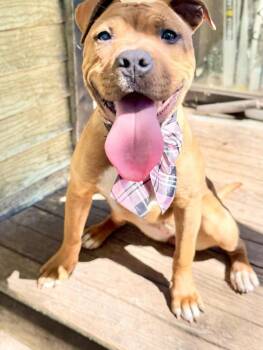 Betty -  American Staffordshire Terrier Dog for Adoption in Detroit, Michigan - Betty | PetCurious