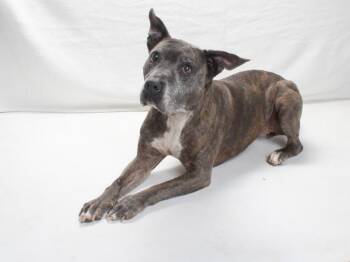 Rescue Pit Bull Terrier Dogs for Adoption in Burbank, California - LORALIE | PetCurious