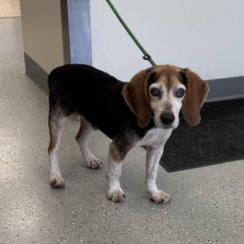 Bagel -  Beagle and Mixed Breed Dog for Adoption in Galax, Virginia - Bagel | PetCurious