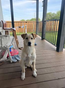 Labrador Retriever Dogs Available for Adoption in Mckinney, Texas - Daisy | PetCurious