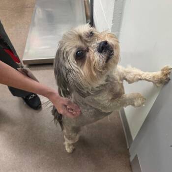 Kentucky Blue -  Shih Tzu Dog for Adoption in Chattanooga, Tennessee - Kentucky Blue | PetCurious