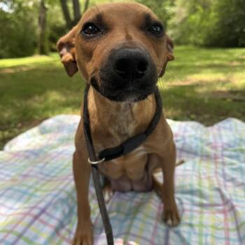 Sally -  Chiweenie Dog for Adoption - Sally | PetCurious