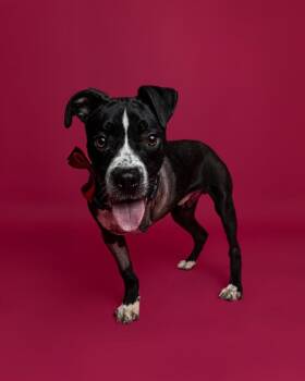 Lucid -  Mixed Breed Dog for Adoption in Detroit, Michigan - Lucid | PetCurious