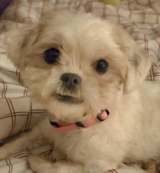 Maltese and Shih Tzu Dogs Available for Adoption - Aggie | PetCurious