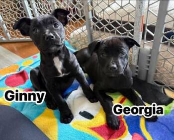 Shepherd Dogs Available for Adoption - Georgia | PetCurious