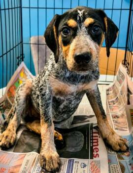 Skylark -  Australian Cattle Dog Blue Heeler and Hound Dog for Adoption in El Dorado, Arkansas - Skylark | PetCurious