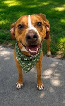 Marlo -  Boxer and Mixed Breed Dog for Adoption in Morristown, New Jersey - Marlo | PetCurious