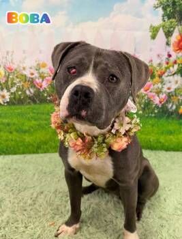 Mixed Breed Dogs Available for Adoption in Flint, Michigan - Boba | PetCurious