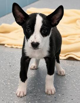 Taffy -  Shepherd and Husky Dog for Adoption in Kemp, Texas - Taffy | PetCurious