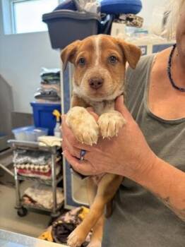 Tigger -  Mixed Breed Dog for Adoption in Beatrice, Nebraska - Tigger | PetCurious