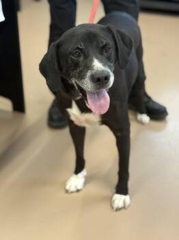 Rescue Mixed Breed Dogs for Adoption in Hernando, Mississippi - Debo | PetCurious