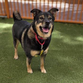 German Shepherd Dog Dogs Available for Adoption - DEXTER | PetCurious