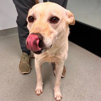 Swan -  Labrador Retriever and Mixed Breed Dog for Adoption in Abilene, Texas - Swan | PetCurious