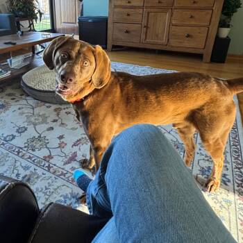 Chocolate Labrador Retriever Dogs Available for Adoption in Minnetonka, Minnesota - Gavin ** D69259 | PetCurious