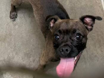 TITO -  Pug and Mixed Breed Dog for Adoption in Santa Rosa, California - TITO | PetCurious