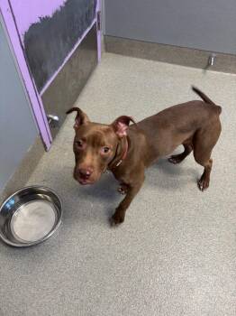 Rey -  Pit Bull Terrier Dog for Adoption in Bloomington, Indiana - Rey | PetCurious