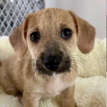 Oscar -  Terrier and Chihuahua Dog Available for Adoption in Jefferson, New Jersey - Oscar | PetCurious