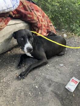 CHINA -  Mixed Breed Dog for Adoption in Dallas, Texas - CHINA | PetCurious