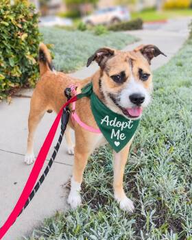 Archer -  Wirehaired Terrier Dog for Adoption in Los Angeles, California - Archer | PetCurious
