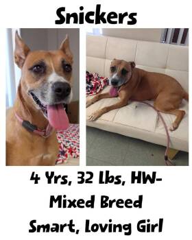 Snickers -  Mixed Breed Dog for Adoption in Albany, Georgia - Snickers | PetCurious