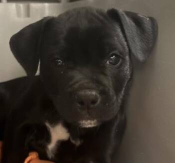 Mixed Breed Dogs Available for Adoption - Kristoff | PetCurious