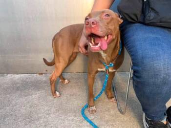 Rina -  Pit Bull Terrier Dog for Adoption in Chicago, Illinois - Rina | PetCurious