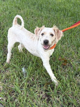 Rescue Poodle and Maltese Dogs for Adoption in Margate, Florida - Swiss | PetCurious