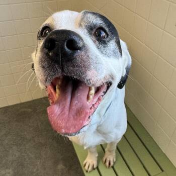 Mixed Breed Dogs Available for Adoption in Melbourne, Kentucky - Trunks | PetCurious