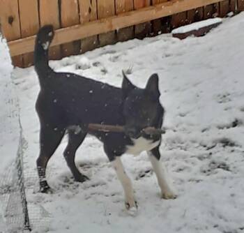 Rescue Border Collie and Black Labrador Retriever Dogs for Adoption in Sioux City, Iowa - Grace | PetCurious