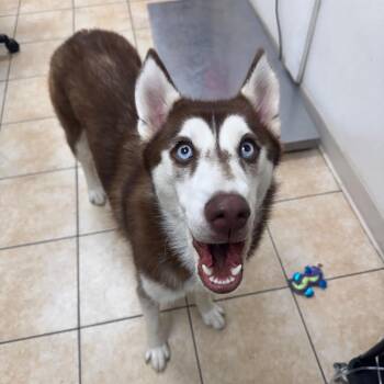 Husky Dogs Available for Adoption in Pekin, Illinois - Tori 2.0 | PetCurious