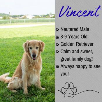 Vincent -  Golden Retriever Dog for Adoption in Junction City, Kansas - Vincent | PetCurious