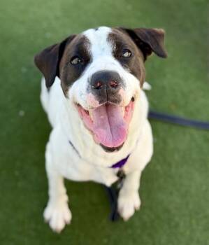 Basset Hound and Pit Bull Terrier Dogs Available for Adoption in Methuen, Massachusetts - BETTY | PetCurious