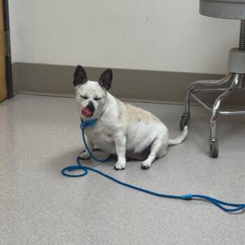 Chihuahua and Mixed Breed Dogs Available for Adoption in Newberg, Oregon - Lolita | PetCurious