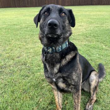 Rescue Shepherd Dogs for Adoption in Colleyville, Texas - Maggie | PetCurious