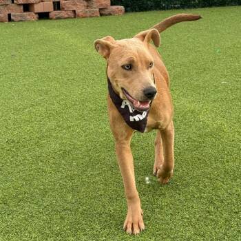 Mixed Breed Dogs Available for Adoption - Mitchell | PetCurious