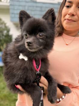 Terra -  Pomeranian Dog for Adoption in Thornwood, New York - Terra | PetCurious