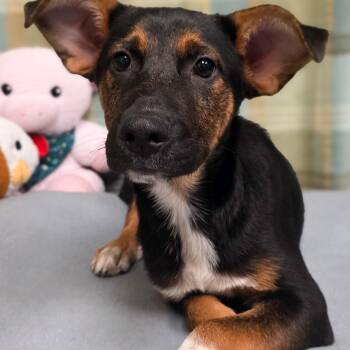 Charlie -  Shepherd Dog for Adoption in Gainesville, Texas - Charlie | PetCurious