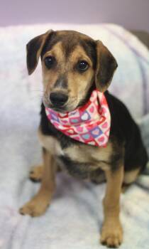 Medicine in NH. Come Meet our Adoptable Dogs Wednesday-Saturday. -  Australian Shepherd Dog for Adoption in Manchester, New Hampshire - Medicine In NH. Come Meet Our Adoptable Dogs Wednesday-Saturday. | PetCurious