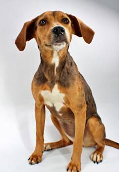 Sparkles -  Catahoula Leopard Dog and Beagle Dog for Adoption in Morton Grove, Illinois - Sparkles | PetCurious