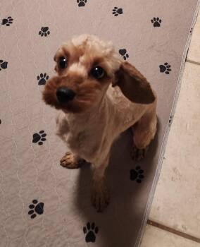 Charlie -  Cavalier King Charles Spaniel and Poodle Dog for Adoption in Houston, Texas - Charlie | PetCurious