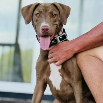 Remi -  Chocolate Labrador Retriever Dog for Adoption in Cleveland, Texas - Remi | PetCurious