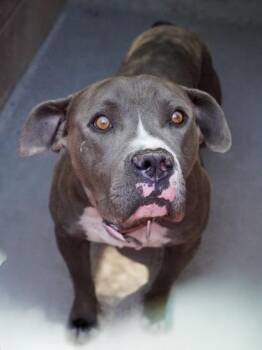 Tank --Courtesy Post. Out of town pet. See below for details-- -  Pit Bull Terrier Dog for Adoption in Eagle, Idaho - Tank --Courtesy Post. Out Of Town Pet. See Below For Details-- | PetCurious