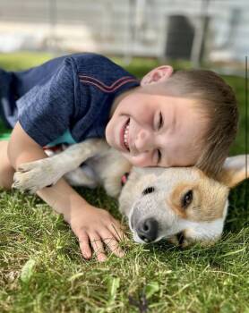 Fiona -  Corgi Dog Available for Adoption in Iron Ridge, Wisconsin - Fiona | PetCurious