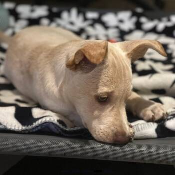 Landslide -  Mixed Breed Dog for Adoption in Danville, Vermont - Landslide | PetCurious