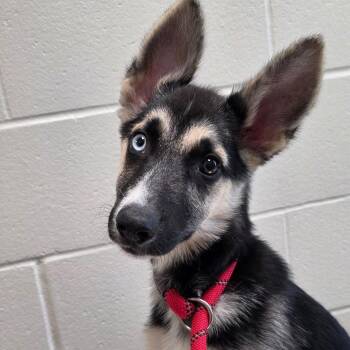 Melody -  Husky and Shepherd Dog for Adoption in Council Bluffs, Iowa - Melody | PetCurious