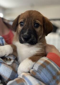 Retriever and Australian Shepherd Dogs Available for Adoption - Bernard | PetCurious