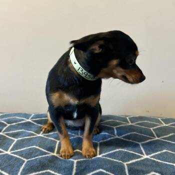 IVHS-Stray-139564 -  Chihuahua Dog for Adoption in San Gabriel, California - IVHS-Stray-139564 | PetCurious