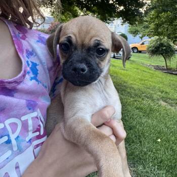Havoc (Meet me 8/15) -  Pug Dog for Adoption in Gainesville, Virginia - Havoc (Meet Me 8/15) | PetCurious