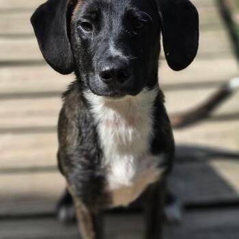 Rookie -  Mountain Cur Dog for Adoption in Wiggins, Mississippi - Rookie | PetCurious