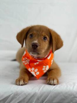 Caramel the Adorable Aussie Mix -  Australian Shepherd and Husky Dog for Adoption in Muskego, Wisconsin - Caramel The Adorable Aussie Mix | PetCurious